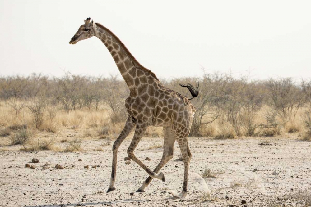 Africa, Namibia, Etosha NP Running giraffe